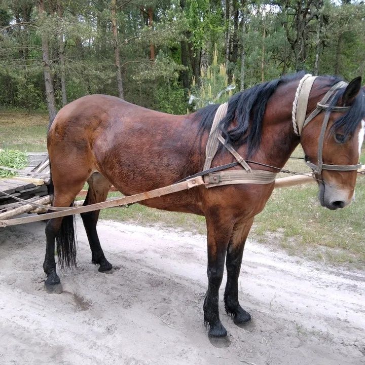 Продам спокійну кобилу