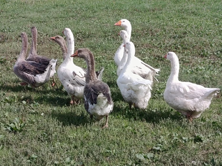 Sprzedam gąski widoczne na zdjęciu