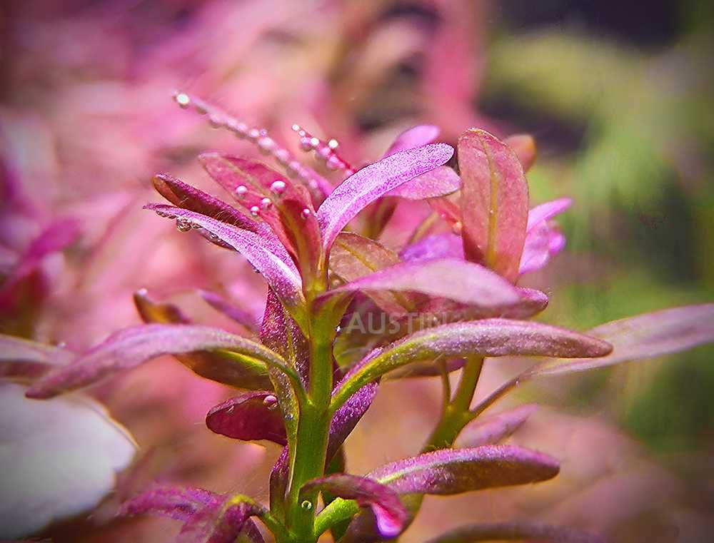 Rotala ramisor Florida / Rotala Sunset duńskie odmiany.