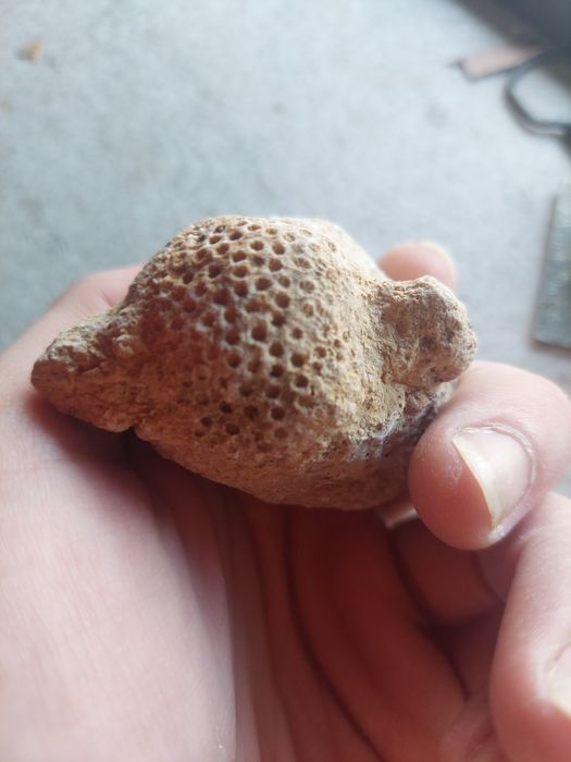 Fóssil coral Jurássico