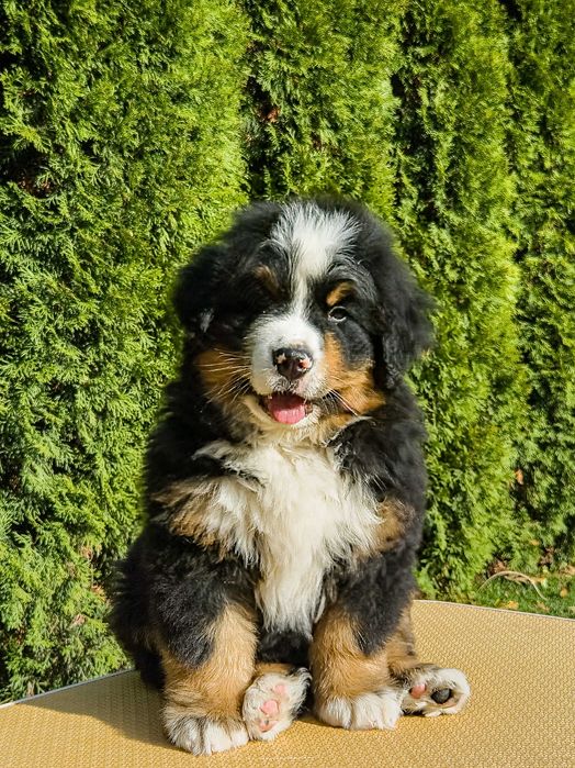 Бернський зенненхунд