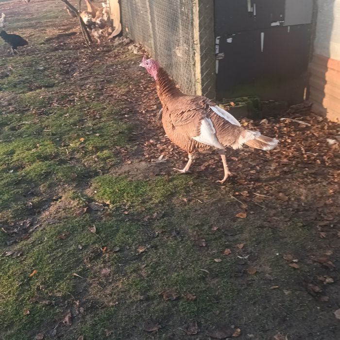 Indyki czerwone burbońskie