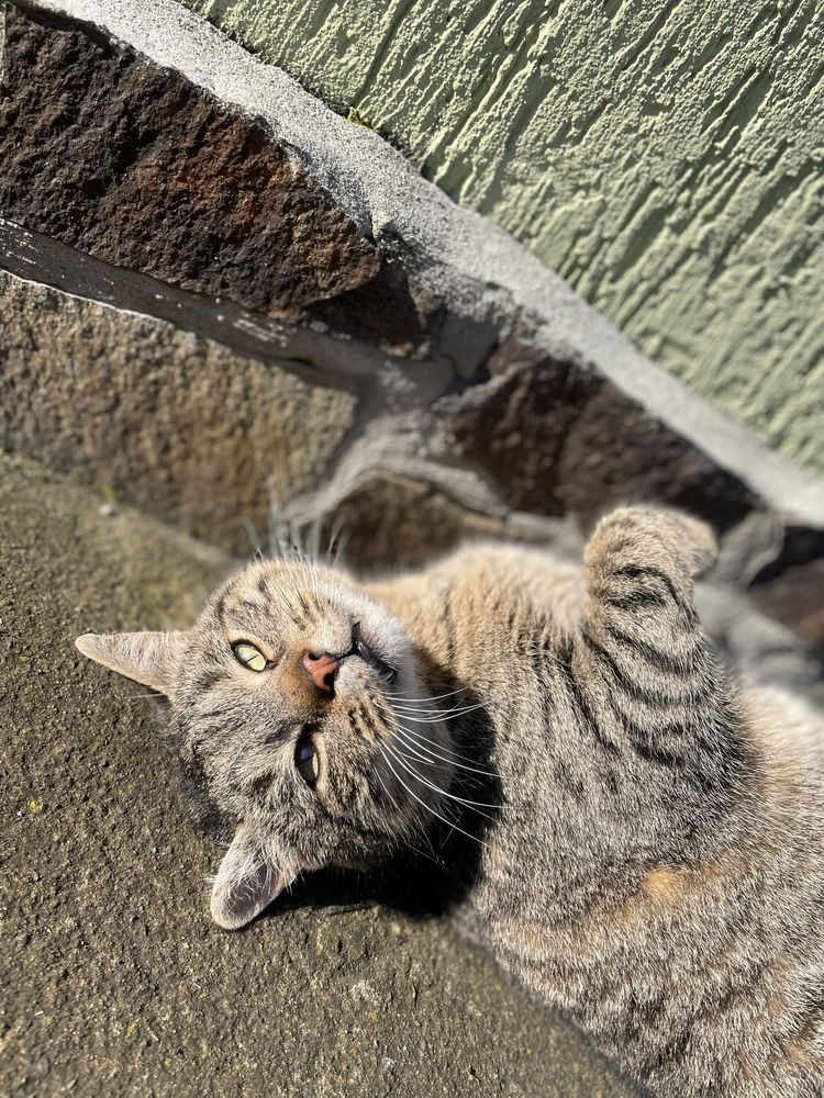 Котик трилапий у добрі руки