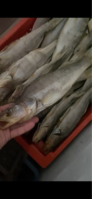 Тарань,Судак,Окунь,Лещ,Оптовые цены на розницу