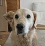 Frytka - golden retriever do adopcji