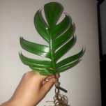 Epipremnum noid sadzonka ukozeniona