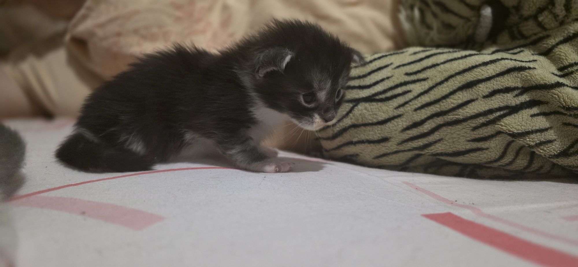 Main coon bebe puro