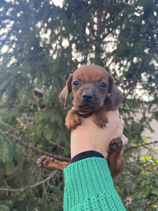 Такса дівчинка