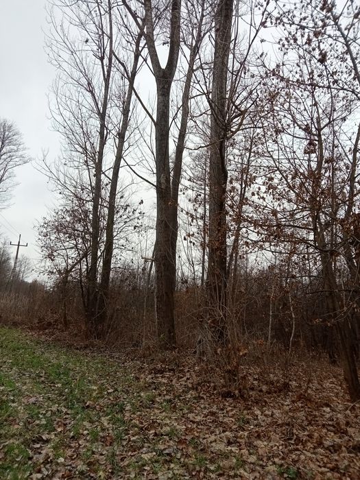 Topola drzewo na pniu