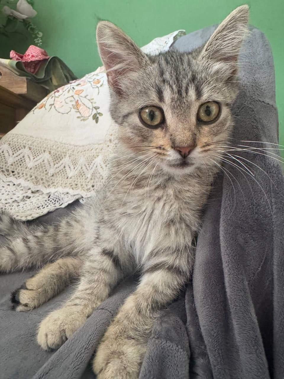 Кошечка метис скотиш страйт ищет семью