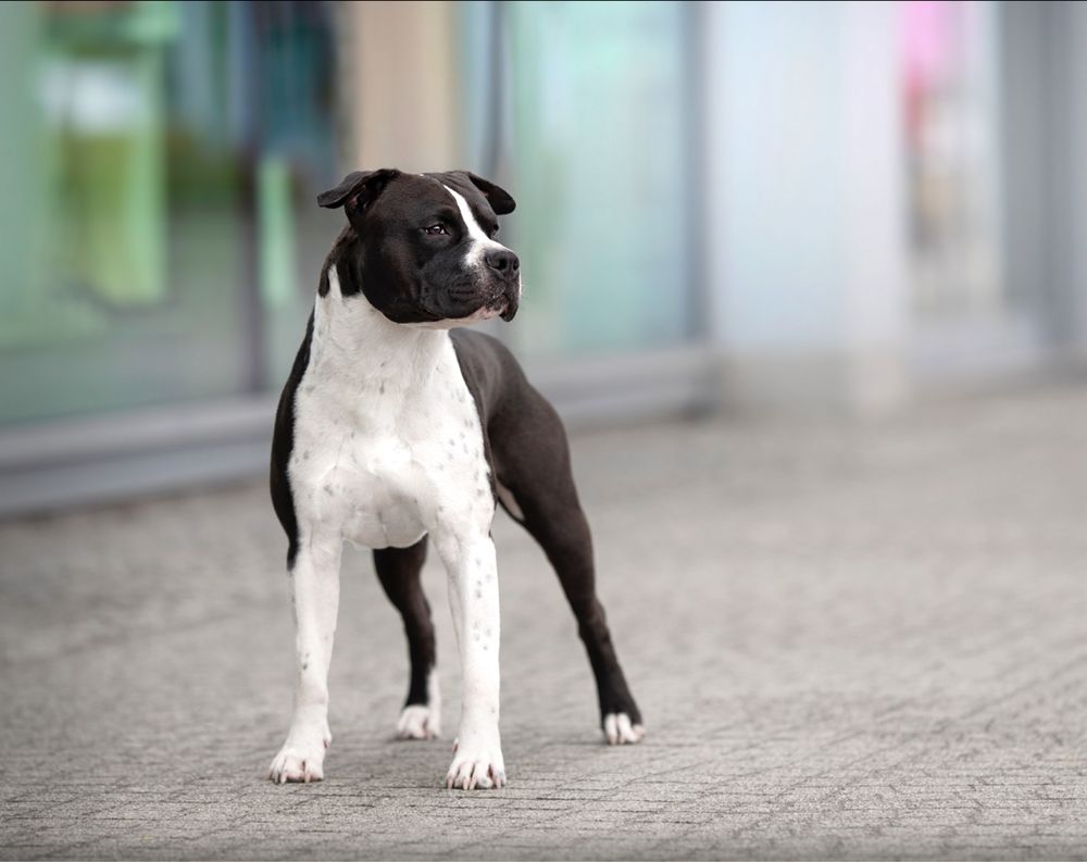 Zapowiedź miotu Amstaff American staffordshire terrier ZKwP FCI