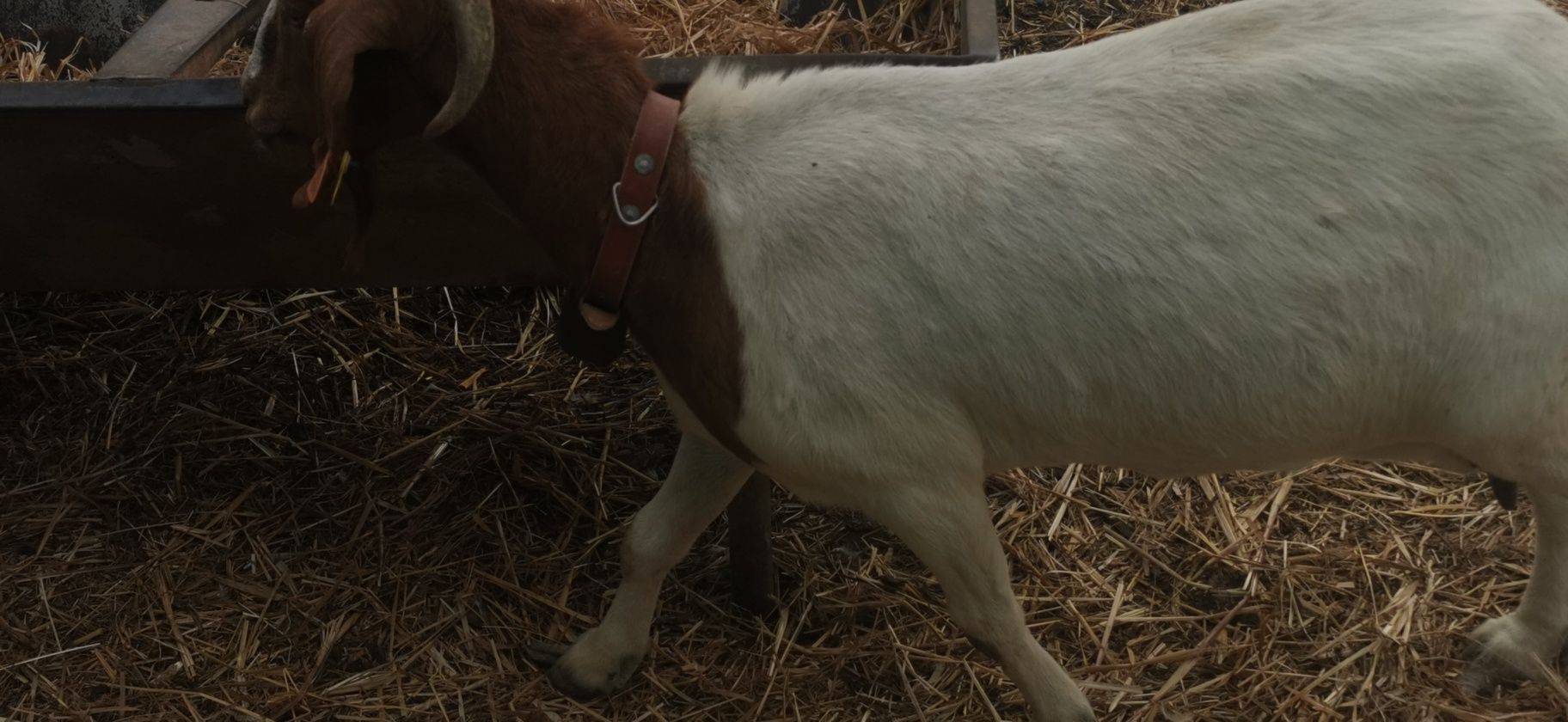 Duas Cabras boer
