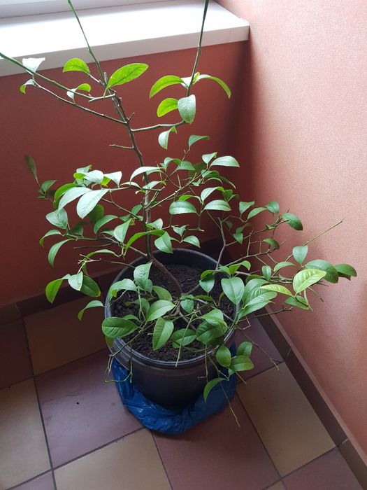 Drzewko cytrynowe Cytrus cytryna