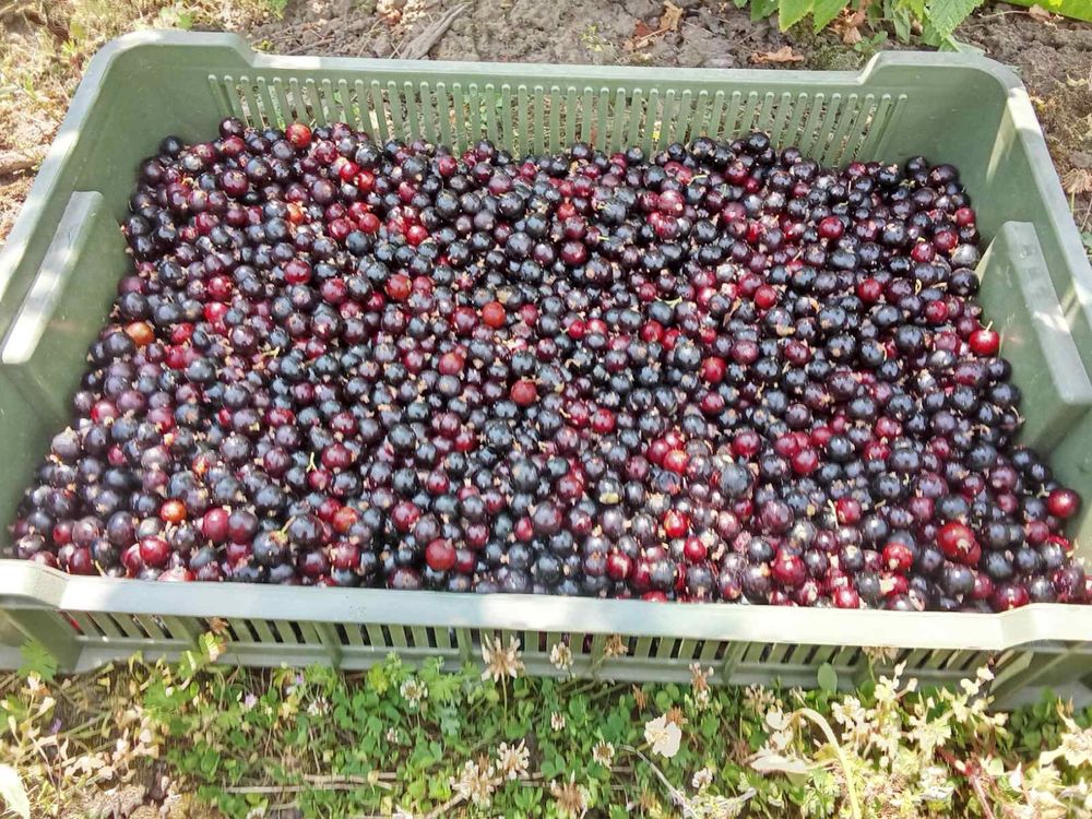 Вишня  Чорна смородина