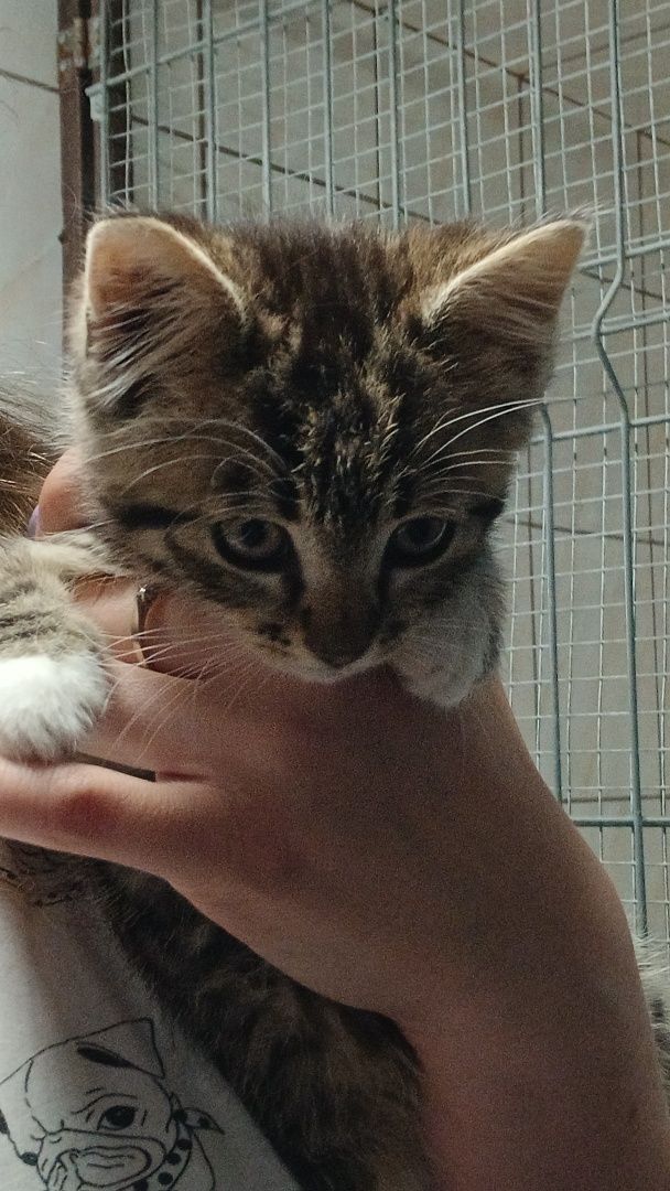 Kot, koty do oddania, adopcja kotów