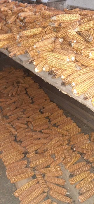 Kukurydza suszona naturalnie siewna