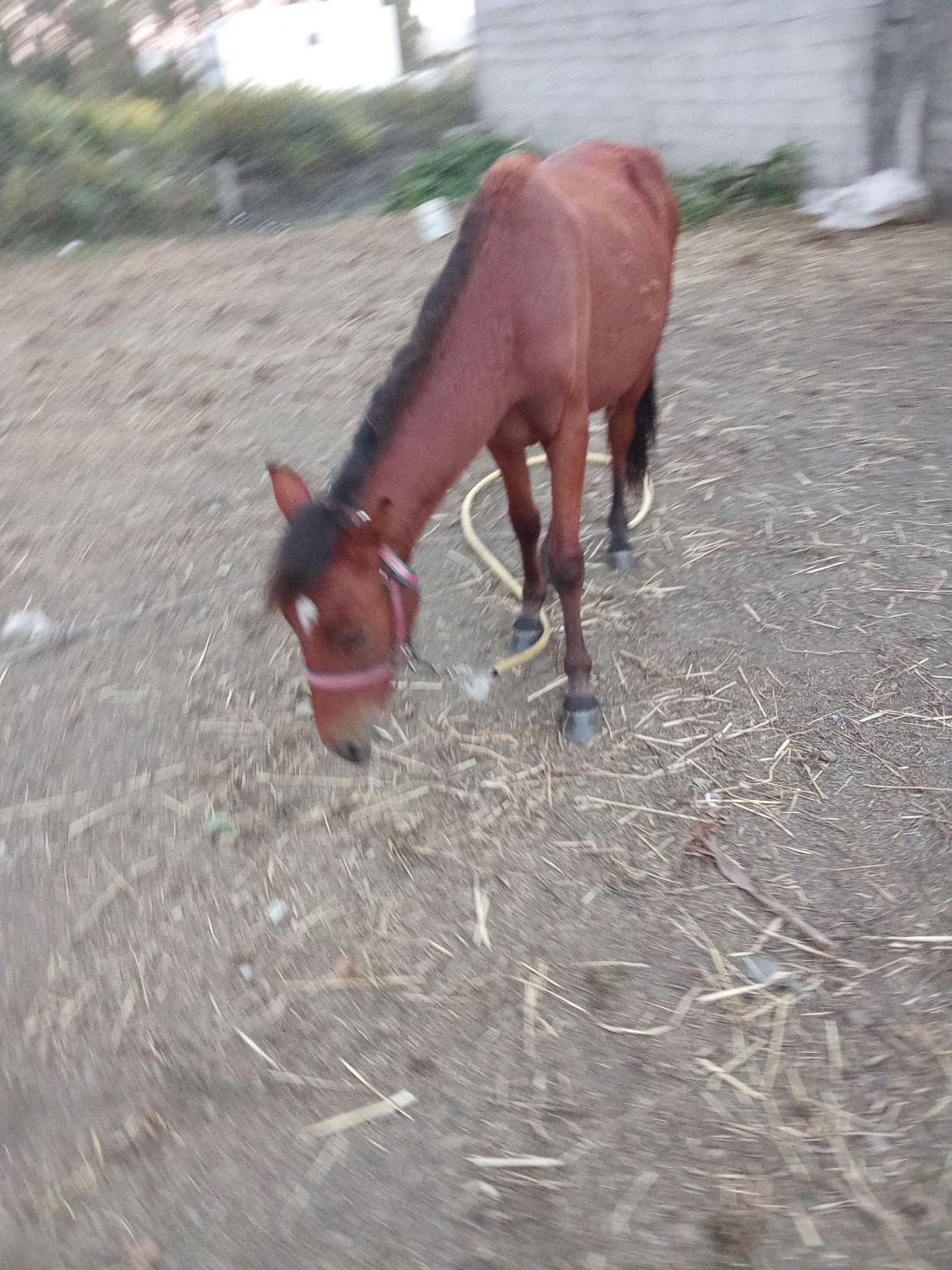 Cavalo com 10 meses