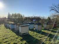Ule warszawskie poszerzane z pszczolami