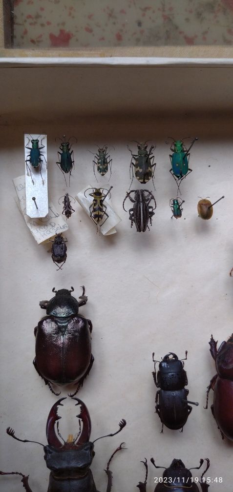 Небольшая коллекция бабочек, жуков и др. насекомых Украины