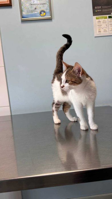 Подарю прекрасних котів