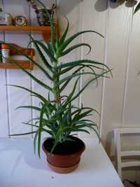 Aloes leczniczy, gruboliściasty, ponad 5 letni, 60 cm plus 7 bocznych