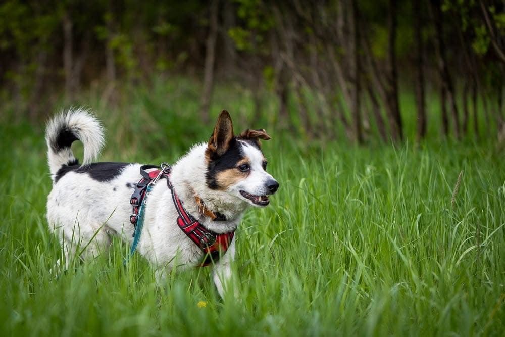 Misio – ma gadane, ma serce, szuka kanapy. Adopcja