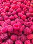 Maliny jesienne do sprzedania