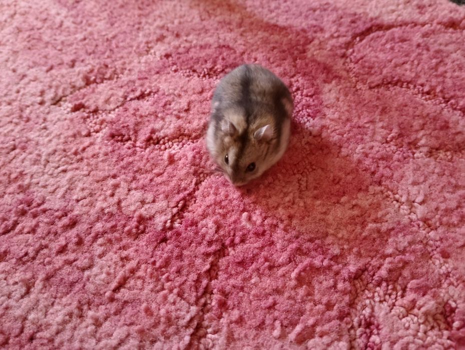 Джунгарскі хомяки