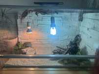 Terarium dla jaszczurki, węża