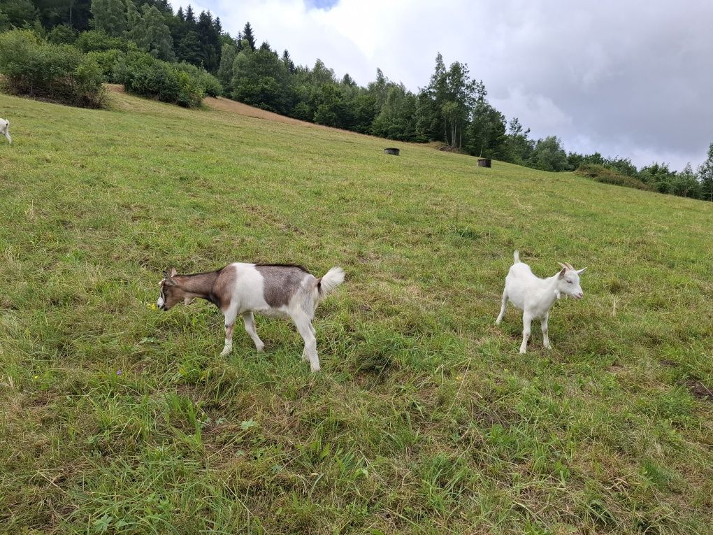 Sprzedam : capki , kózki , baranek.