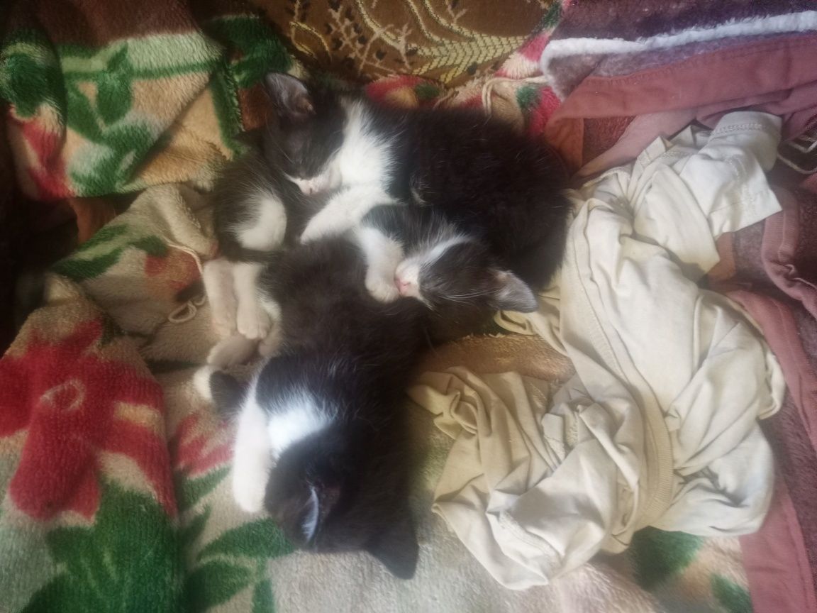 Віддам кошенят у родини
