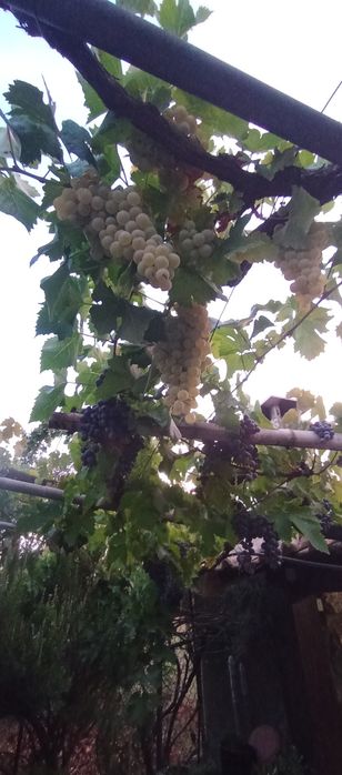 Uvas tintas e brancas, para vindimar a 4Out t