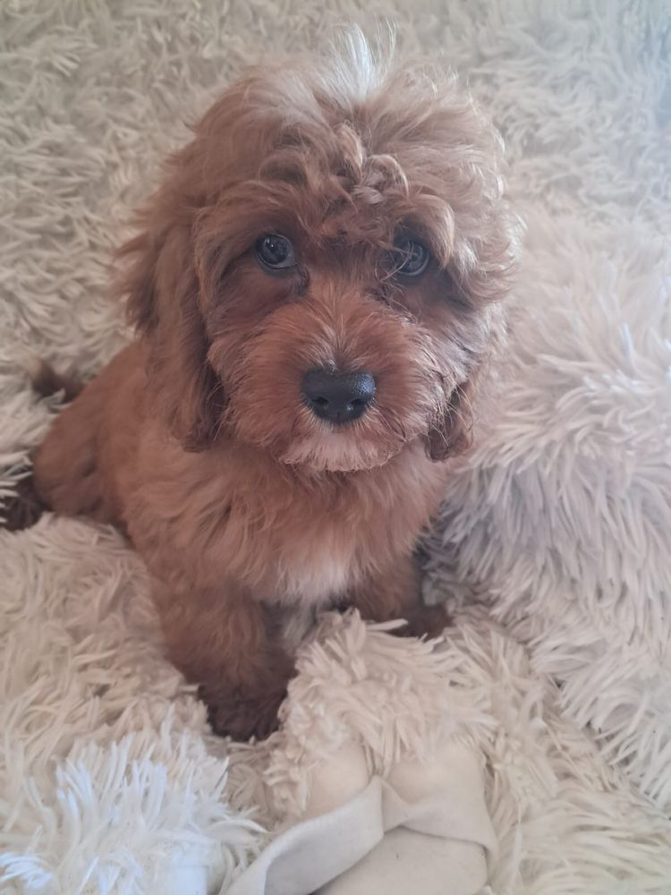 Cavapoo piesek red, mama cavalier tata pudel toy red