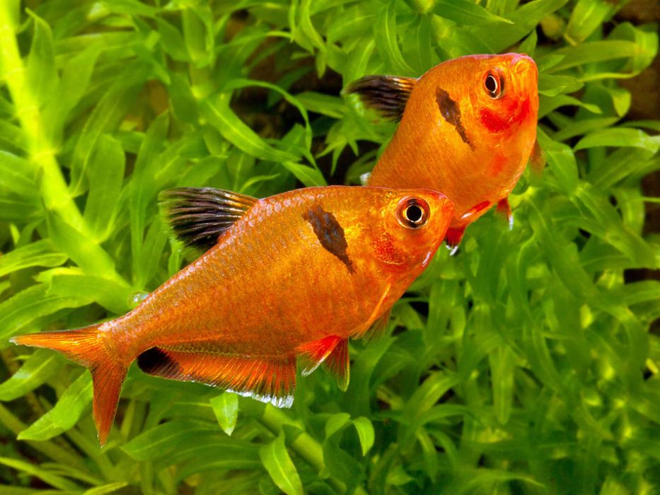 Bystrzyk barwny (minor) - Hyphesobrycon calistus