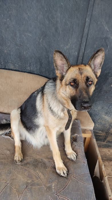 Щенки немецкой овчарки