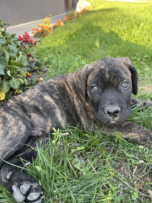 Piesek Cane Corso