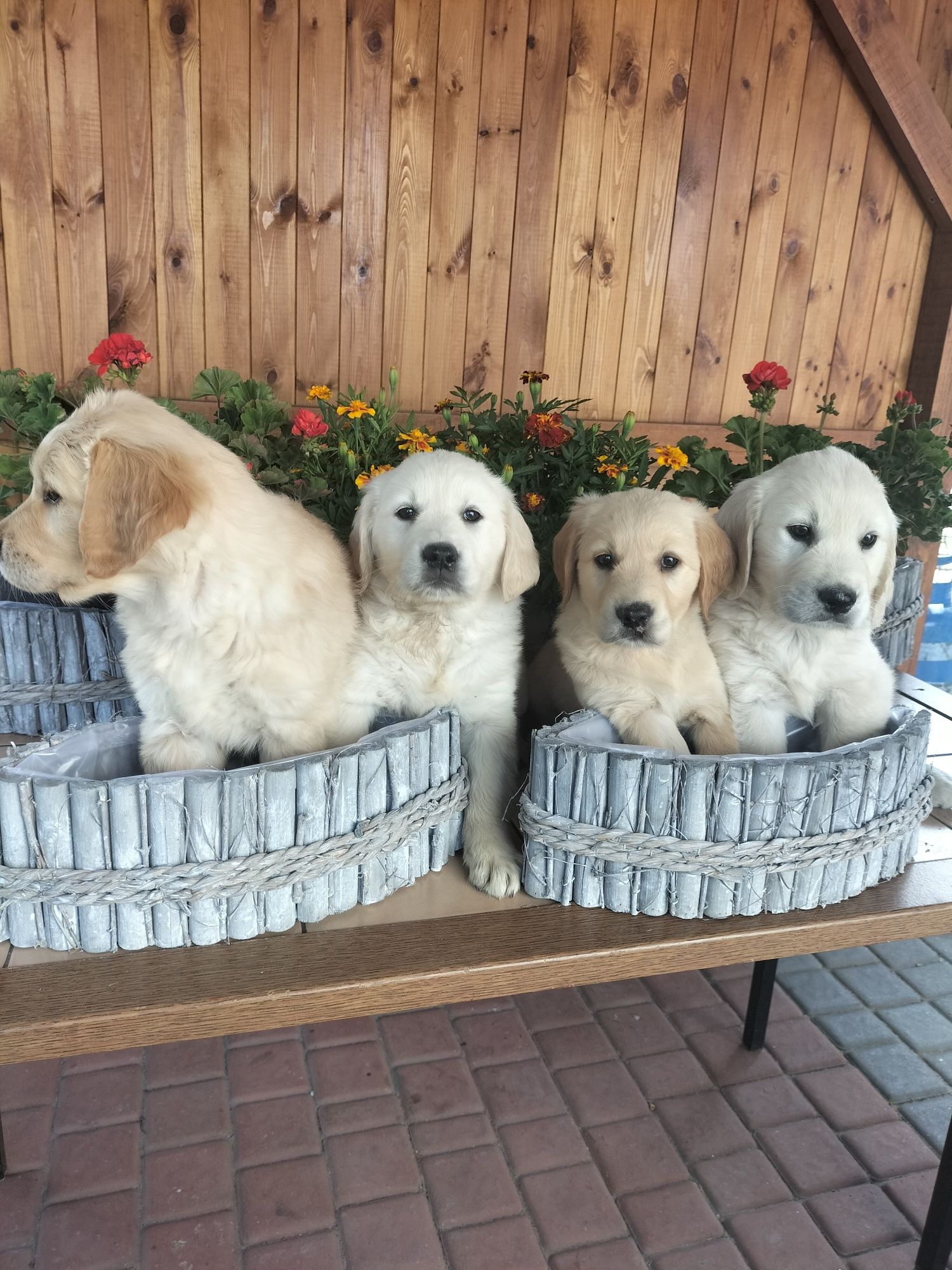 Golden Retriever
