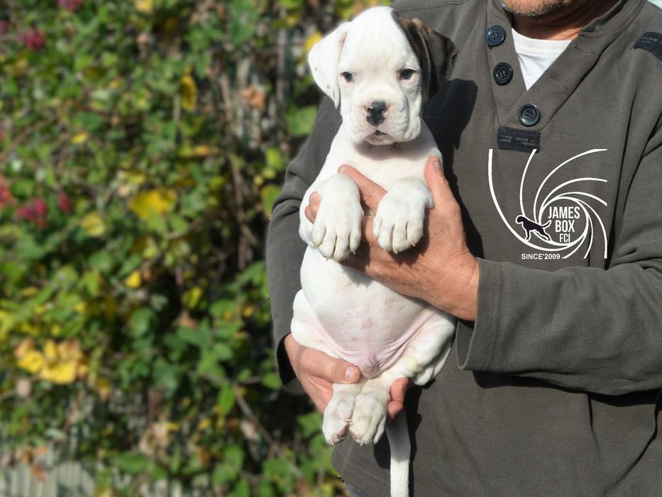 BOKSER- biały piesek z rodowodem FCI