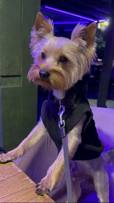 Вʼязка Йорка хлопчик