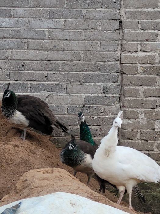 Pawie samica i młode