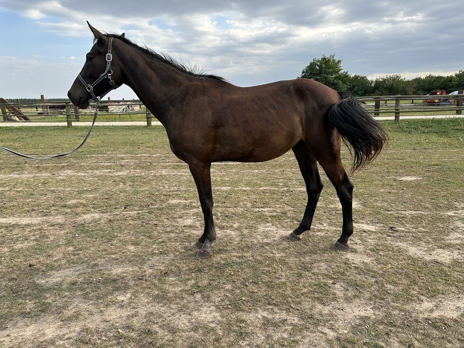 3 letni wałach PKS Habir