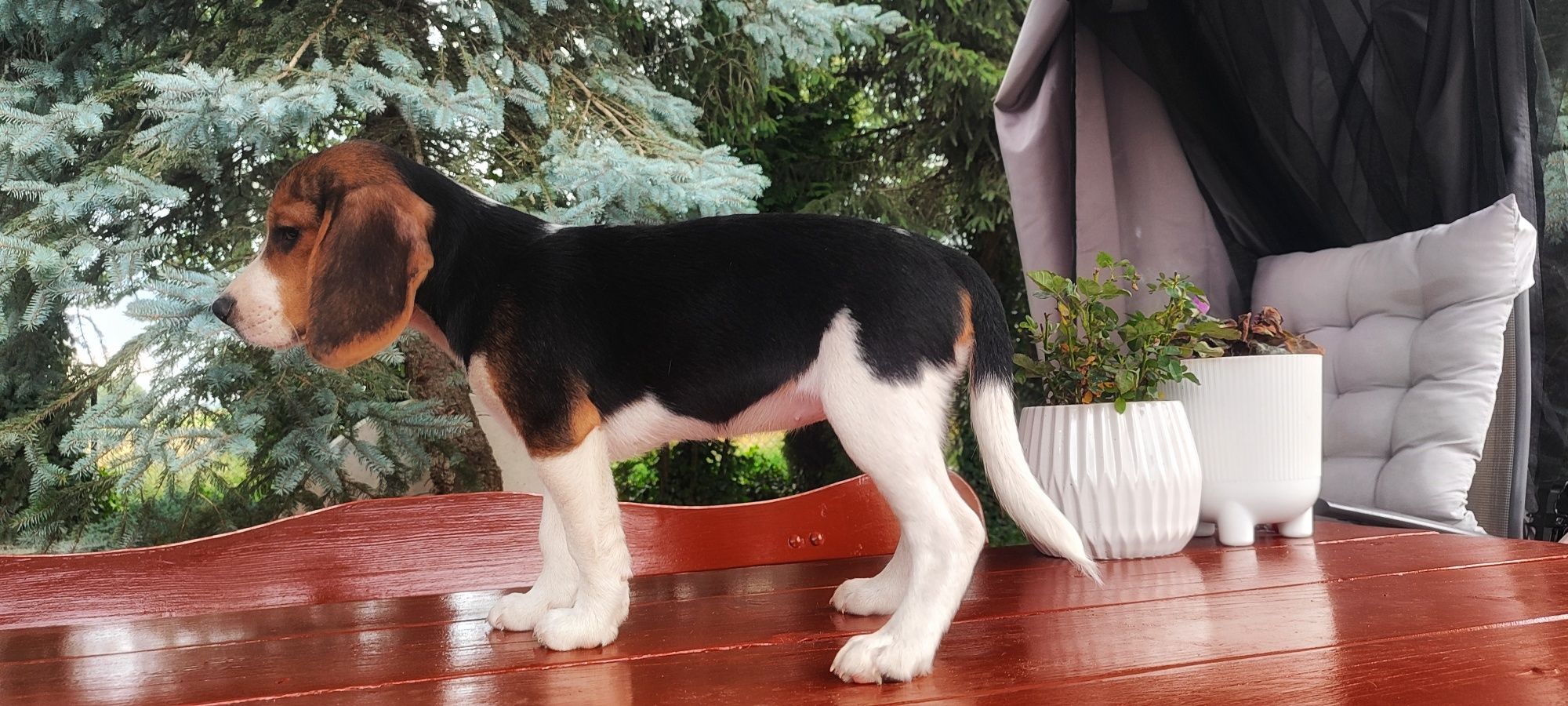 Piękne Szczenięta Beagle  • GOTOWE DO ODBIORU •