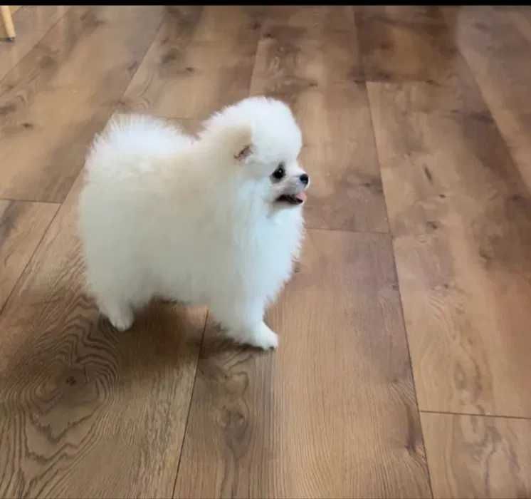 Puszysta suczka szpic miniaturowy POMERANIAN