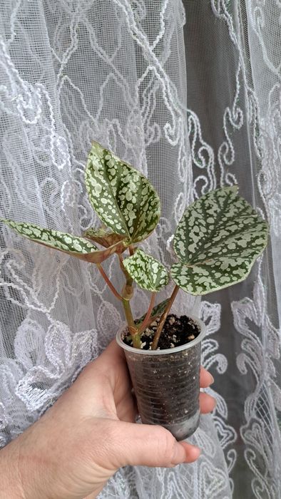 Бегонія Snow Cap