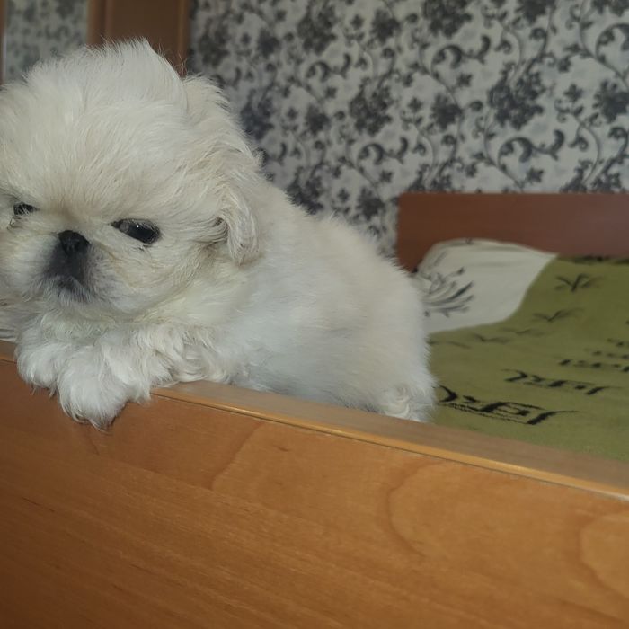 Пекінес цуценята