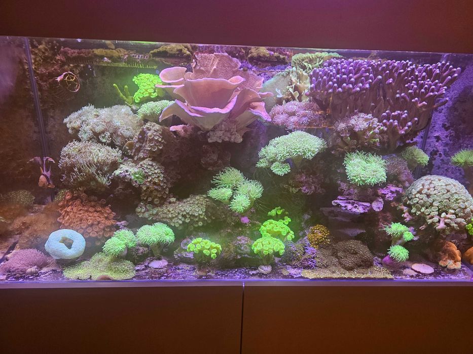 Całe życie bez akwarium