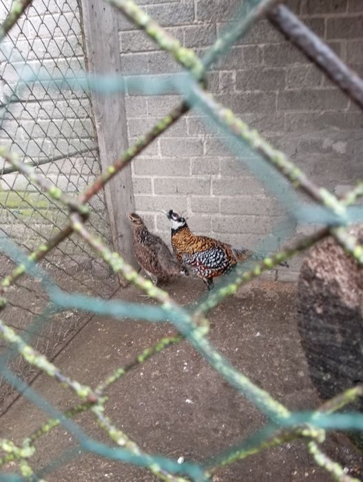 Bażanty ozdobne para.