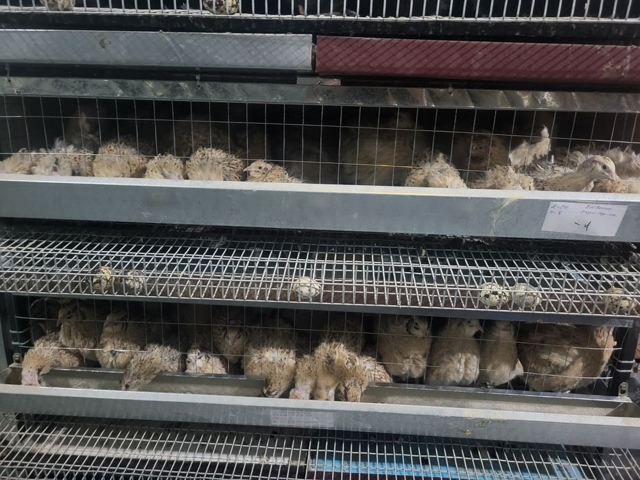 Інкубаційні яйця, жива птиця перепелів!