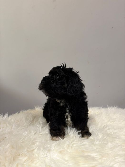 Piękny piesek-Ziomek