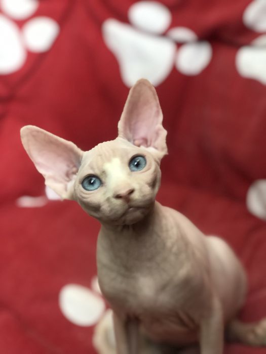 Сфинкс красотка !